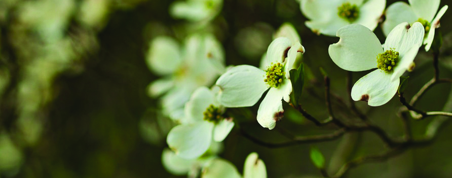 Dogwood flowers on muted background